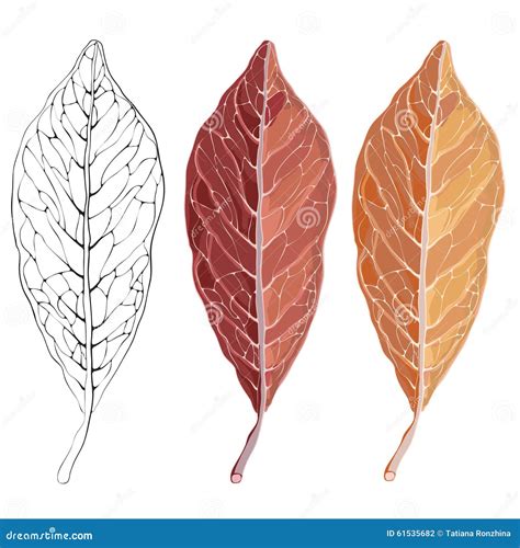 Isolated Red Autumn Leaf. Vector Illustration for Your Design. Stock Vector - Illustration of ...