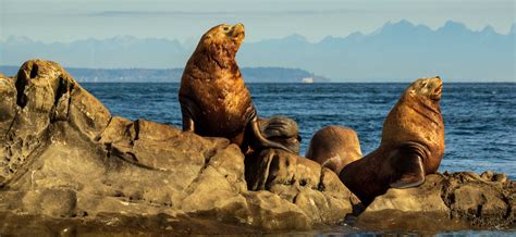 Steller Sea Lion | The Marine Mammal Center