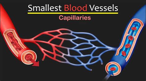 Smallest Blood Vessels In The Body - YouTube