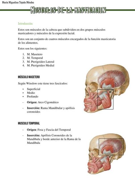 Musculos de la masticación | María Miguelina Tejada Méndez | uDocz