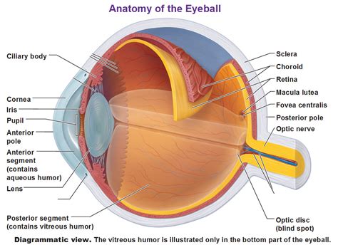 The Eye and Vision - Antranik.org