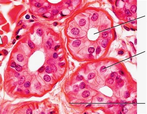 stratified cuboidal epithelium Diagram | Quizlet