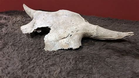 2,000-year-old bison skull discovered in Banff returned to Siksika ...