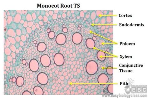 Monocot Root Cross Section Structure (with PPT) | easybiologyclass