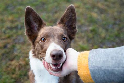 Rat Terrier Border Collie Mix (Rat-Collie) - Hybrid Dog Breed Facts