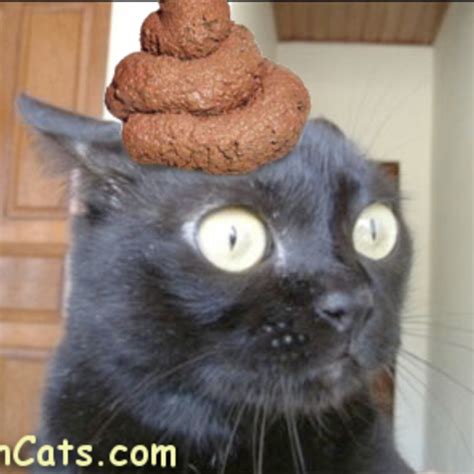 Photos of Cats with Poop on them from PooPonCats