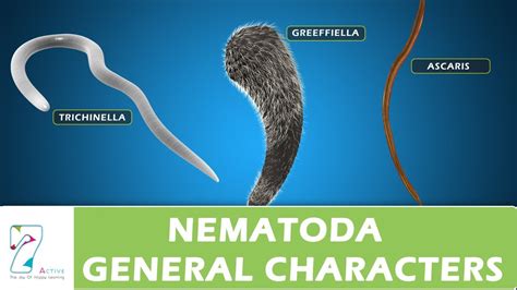 Nematoda General Characters - YouTube