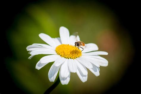 White Daisy Flowers