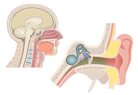 Eustachian tube (auditory tube): anatomy and function | GetBodySmart