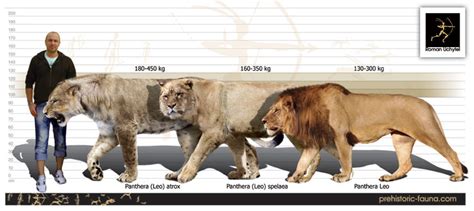 TIL that 10,000 years ago Lions were the second most widespread land mammal, ... | Rebrn.com