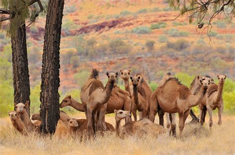 Australia Outback Northern Territory Australian Feral Dromedary Camel Stock Photo - Download ...