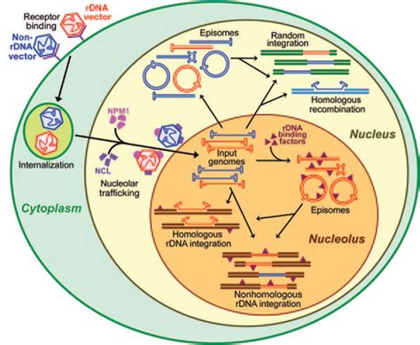 AAV Vectors for the Nucleolus: Molecular Therapy