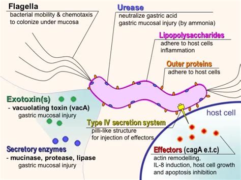 Helicobacter pylori Virulence Factors: Roles in Pathogenesis • Microbe Online