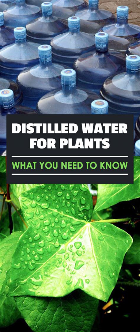 Distilled Water For Plants: What You Need To Know