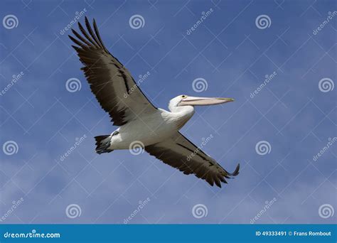 Flying pelican stock image. Image of coast, wildlife - 49333491