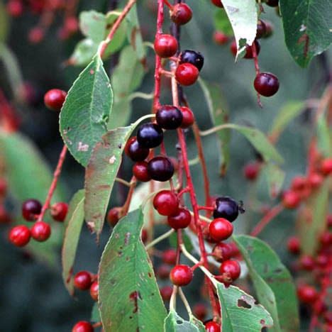 Chokecherry, Common(Prunus Virginiana) - Schumacher's Nursery & Berry Farm