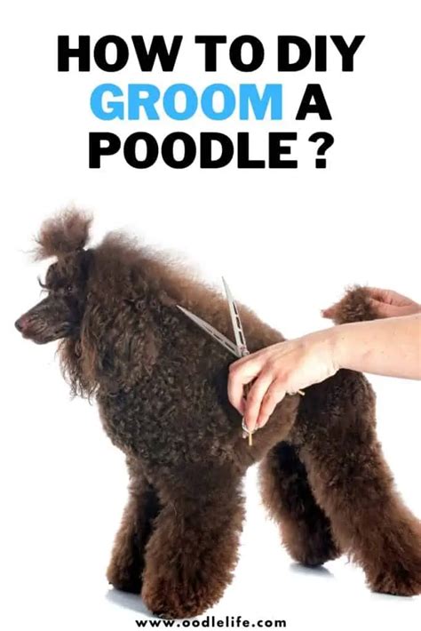 How To Groom A Poodle At Home? [DIY] - Oodle Life