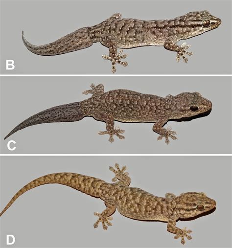 Sciency Thoughts: Three new species of Gecko from central Australia.