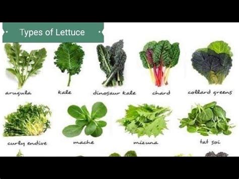 Lettuce Varieties Learn About The Different Types Of Lettuce