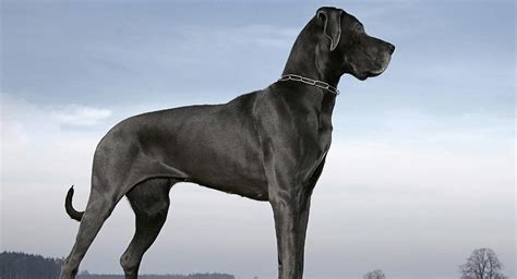 Strong Dog Names – Perfect Names for Powerful Pets