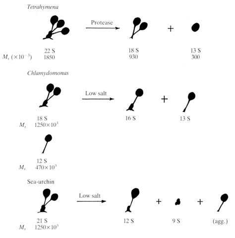 Figure 1 from Dynein Structure and Function | Semantic Scholar