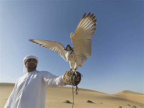 Foto Vögel Falken VAE Mann Wüste ein Tier