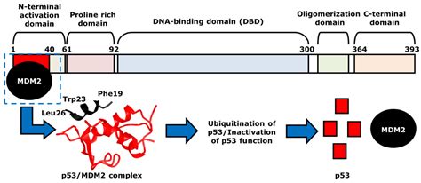 Targeting p53-MDM2 Interaction for Cancer Drug Discovery | Encyclopedia ...