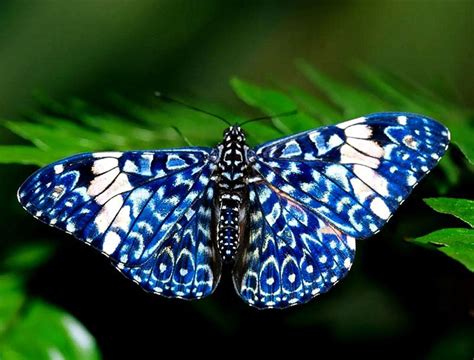 Stunning Blue Butterflies From Around The World - Australian Butterfly ...