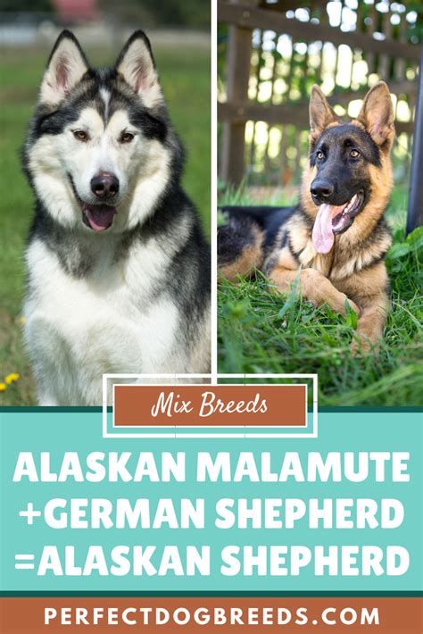 Alaskan Shepherd | Alaskan shepherd, Doberman puppy training, Deaf dog training