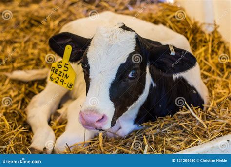 Baby Cows at a Dairy Farm in Central Pennsylvania Editorial Image - Image of mamal, petting ...