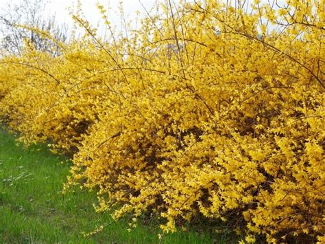 Yellow Flowering Bush Forsythia - Buy Forsythia Yellow Bells Bushes Online from Wilson Bros ...