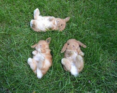 Just 29 Baby Bunnies Sleeping Like Absolute Weirdos | Cuteness