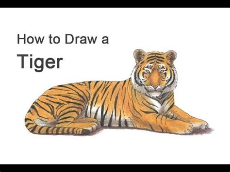 Drawing Realistic Tiger