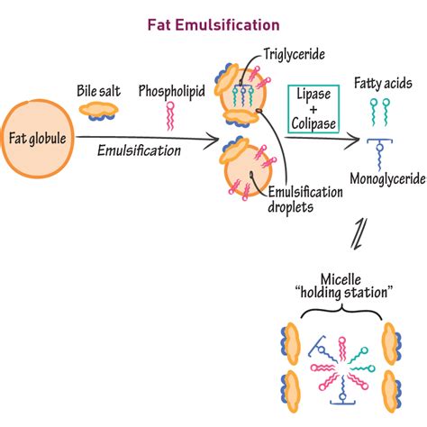 Biochemistry Glossary: Fat Emulsification | ditki medical & biological ...