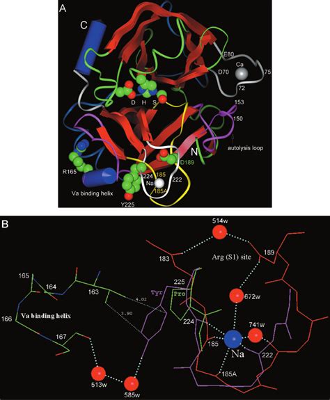 Schematic representation of the structure of the protease domain of... | Download Scientific Diagram