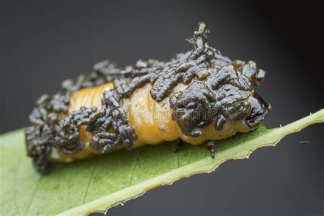 Close Up Shots of the Life Cycles of Leaf Beetle Stock Photo - Image of ...