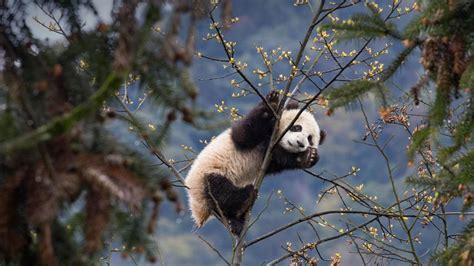 Giant panda cub in Bifengxia Panda Base, Sichuan, China - Bing Gallery