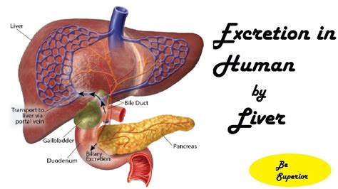 Excretion in Human, Excretion by Liver: Homeostasis, Biology, Book2 ...