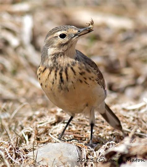 Kumpulan Gambar Burung Pipit Terbagus dan Terlengkap - Blog Pengajar Tekno