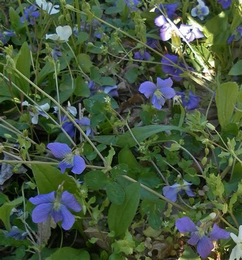 The Inspired Trader's Vintage Voice: The Wild Violets are Blooming