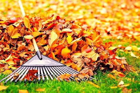 Fall Yard Cleanup & Leaf Removal Services