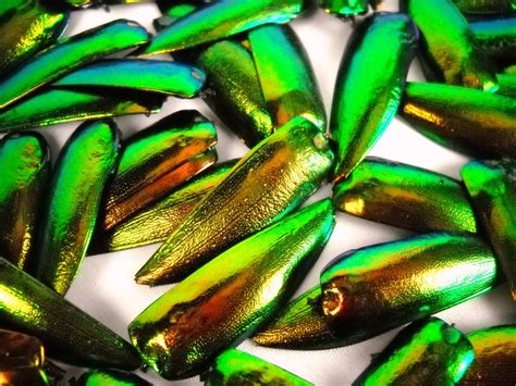 Multipack 1.25 COPPER TONE Green Elytra Beetle Wings | Etsy