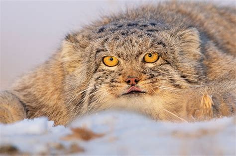 30 Remarkable Nature and Animal Photos of Mongolia