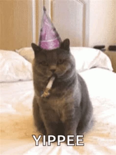 Yippee Funny Cat GIF | GIFDB.com