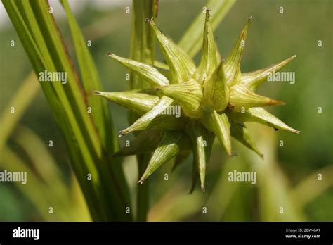 A close up of a plant, star fruit Stock Photo - Alamy