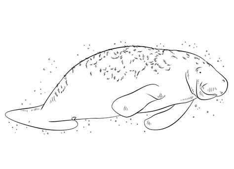 Normal Manatee Coloring Page - Free Printable Coloring Pages for Kids