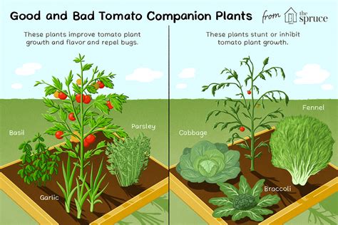 Best and Worst Companion Plants for Tomatoes