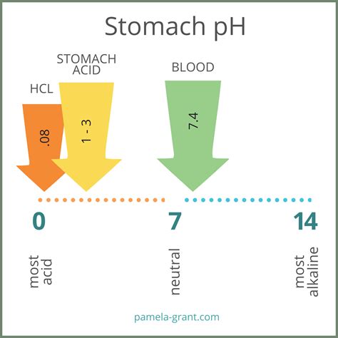 The Stomach Acid Myth — Pamela Grant, L.Ac, NTP