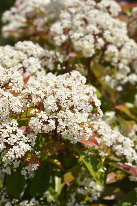 Photinia Red Robin stock photo. Image of white, fraseri - 260456956