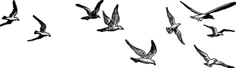 Free Flying Birds Cliparts, Download Free Flying Birds Cliparts png images, Free ClipArts on ...